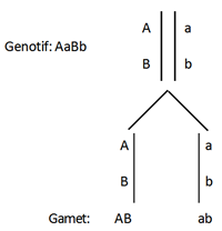 Genotipe aa bb hh dan kk disebut genotipe